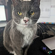 Abby Abby Abby joined the competition — help win amazing prizes! cat, gray_cat, white_cat, yellow_eyes, whiskers, close_up, indoor, desk, computer, monitor, technology, pet, animal, curious, feline, office, sitting, portrait, domestic_animal, focus