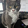 cat, gray_cat, white_cat, yellow_eyes, whiskers, close_up, indoor, desk, computer, monitor, technology, pet, animal, curious, feline, office, sitting, portrait, domestic_animal, focus