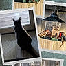 Abby Abby Abby joined the competition — help win amazing prizes! cat, bird, bird_feeder, window, indoor, outdoor, animal, pet, nature, curious, collage, photography, texture, torn_paper, sunlight, shadow, feathers, wildlife, domestic_cat, watching
