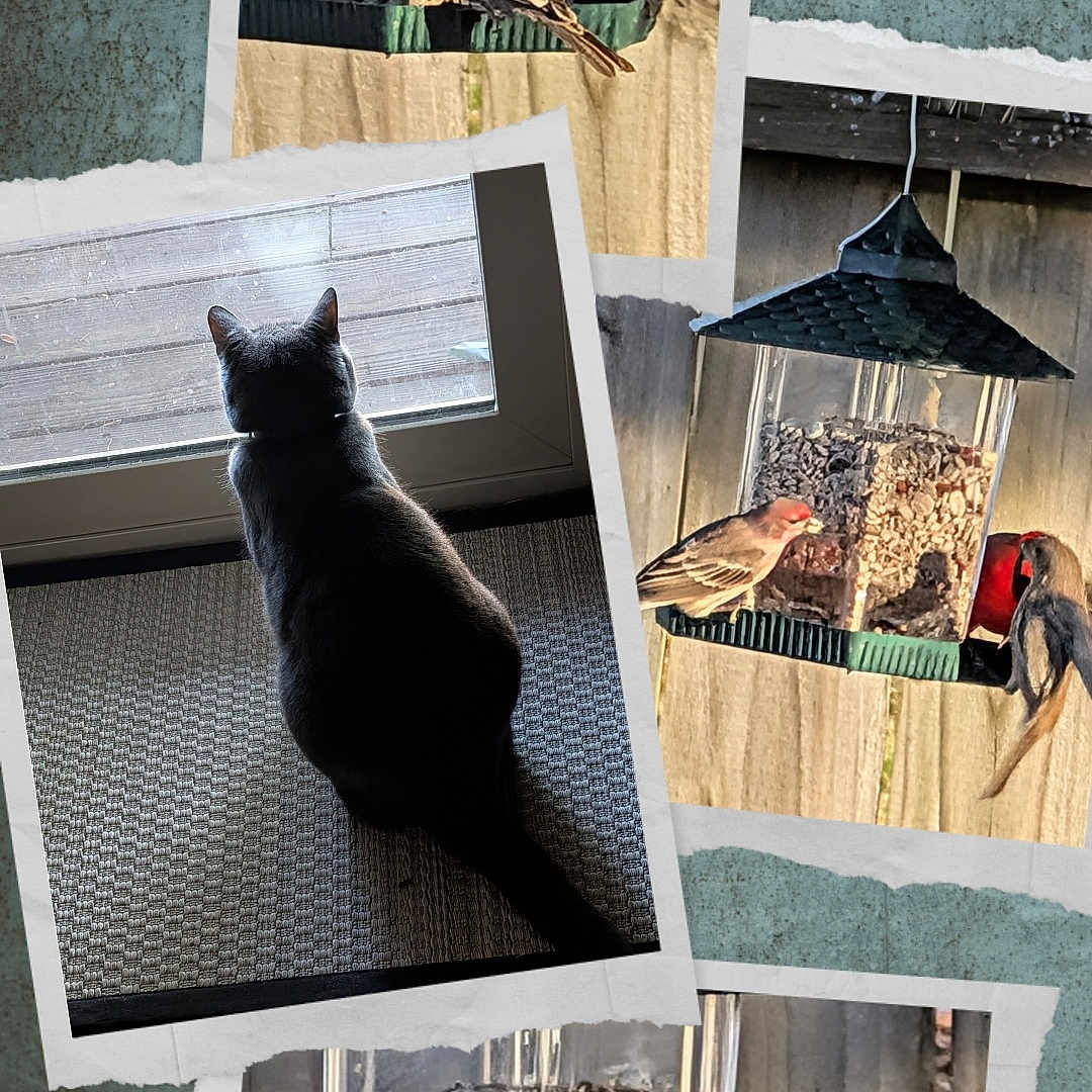 Abby Abby Abby joined the competition — help win amazing prizes! cat, bird, bird_feeder, window, indoor, outdoor, animal, pet, nature, curious, collage, photography, texture, torn_paper, sunlight, shadow, feathers, wildlife, domestic_cat, watching