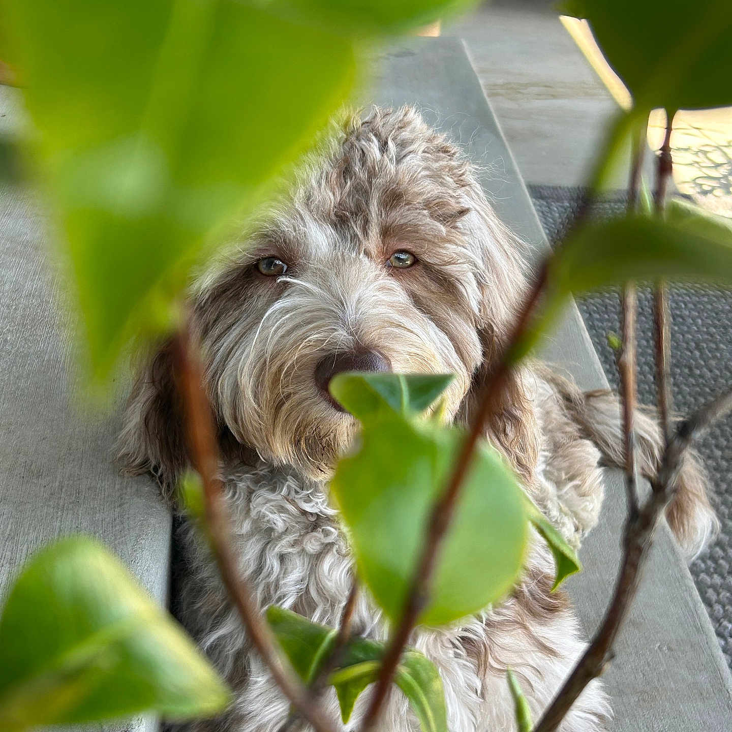 Benny joined the competition — help win amazing prizes! animal, ball, canine, couch, dog, football, furniture, jar, leaf, pet, plant, planter, poodle, pottedplant, pottery, puppy, soccer, terrier, vase, whitedog