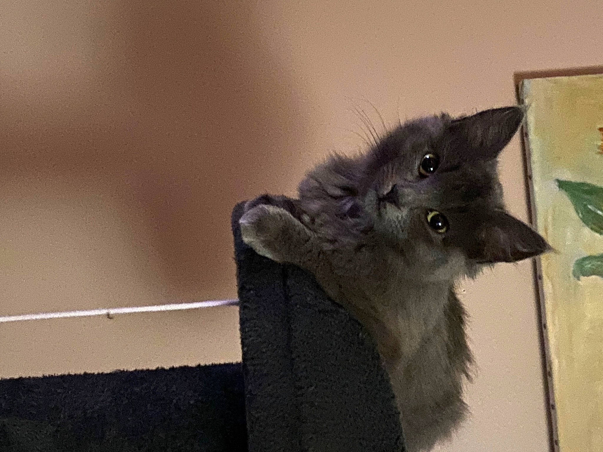 Kelly a rejoint le concours — aidez-le/la à gagner de superbes lots ! black_cat, carnivore, cat, chartreux, claw, domestic_short_haired_cat, ear, felidae, fur, grey, korat, russian_blue, small_to_medium_sized_cats, snout, tail, whiskers, window