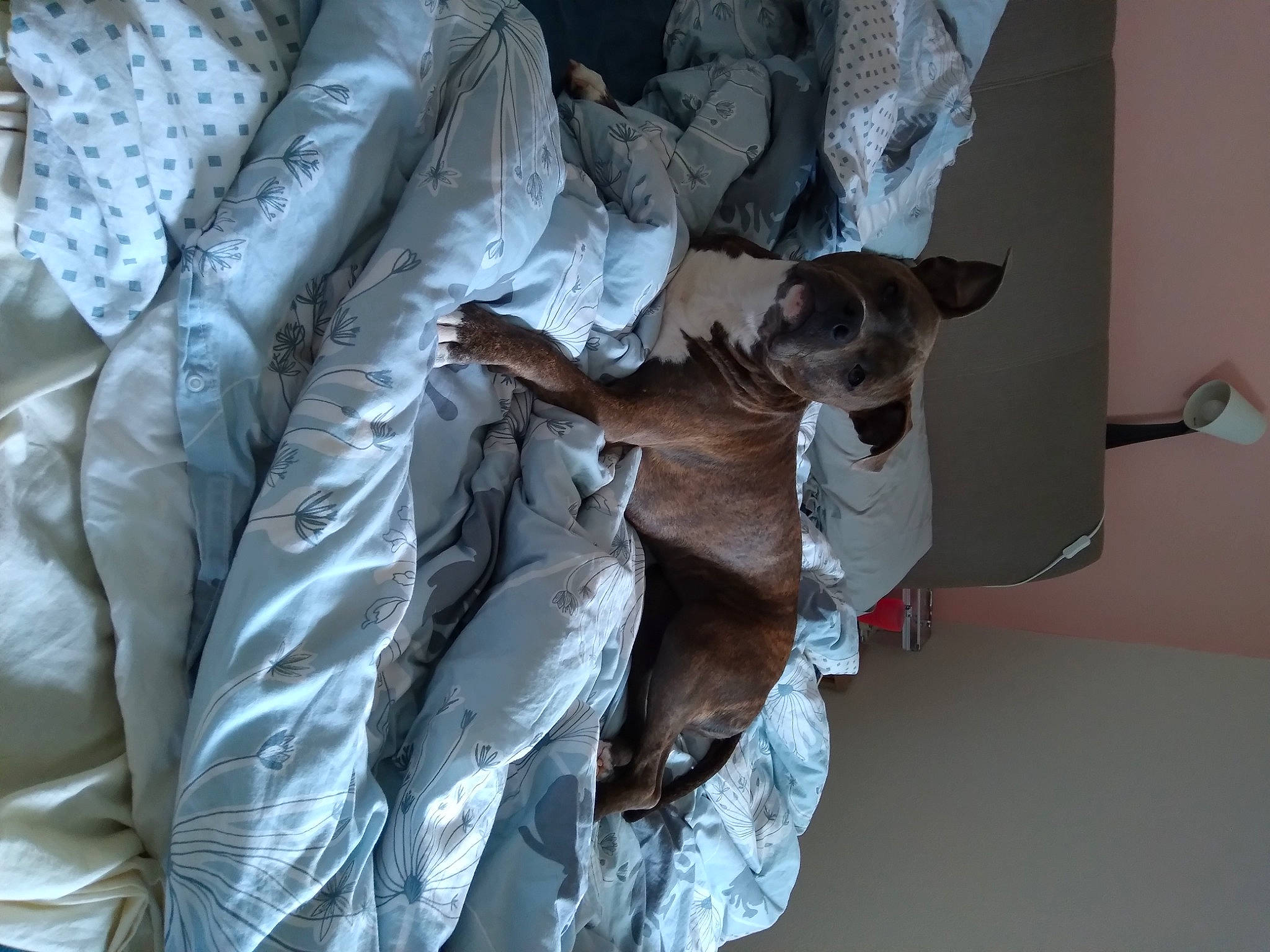 Tokio a rejoint le concours — aidez-le/la à gagner de superbes lots ! carnivore, comfort, companion_dog, dog, dog_breed, fur, grey, linens, plastic_bag, room, tail, tree, wood