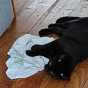 Yoshi participe au concours pour gagner de l'argent avec cette photo : black_cat, cat, pet, animal, wooden_floor, white_cloth, fabric, indoor, furniture, couch, relaxed, flooring, domestic_animal, playful, cute, fur, whiskers, claws, resting, home