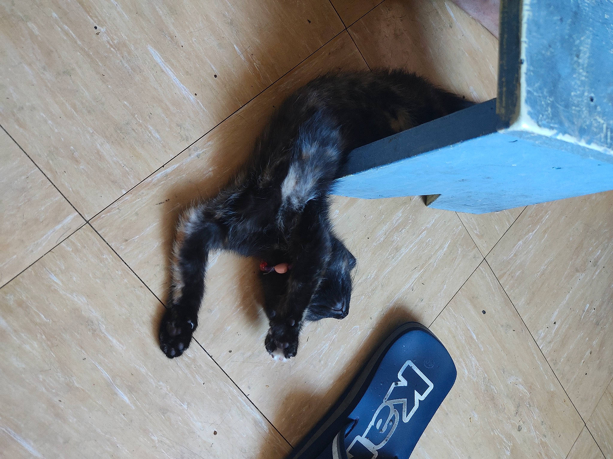 Nenette participe au concours pour gagner de l'argent avec cette photo : black_cat, bombay, canidae, carnivore, cat, claw, dog_breed, felidae, floor, flooring, foot, fur, hardwood, pet_supply, small_to_medium_sized_cats, snout, sporting_group, tail, whiskers, wood