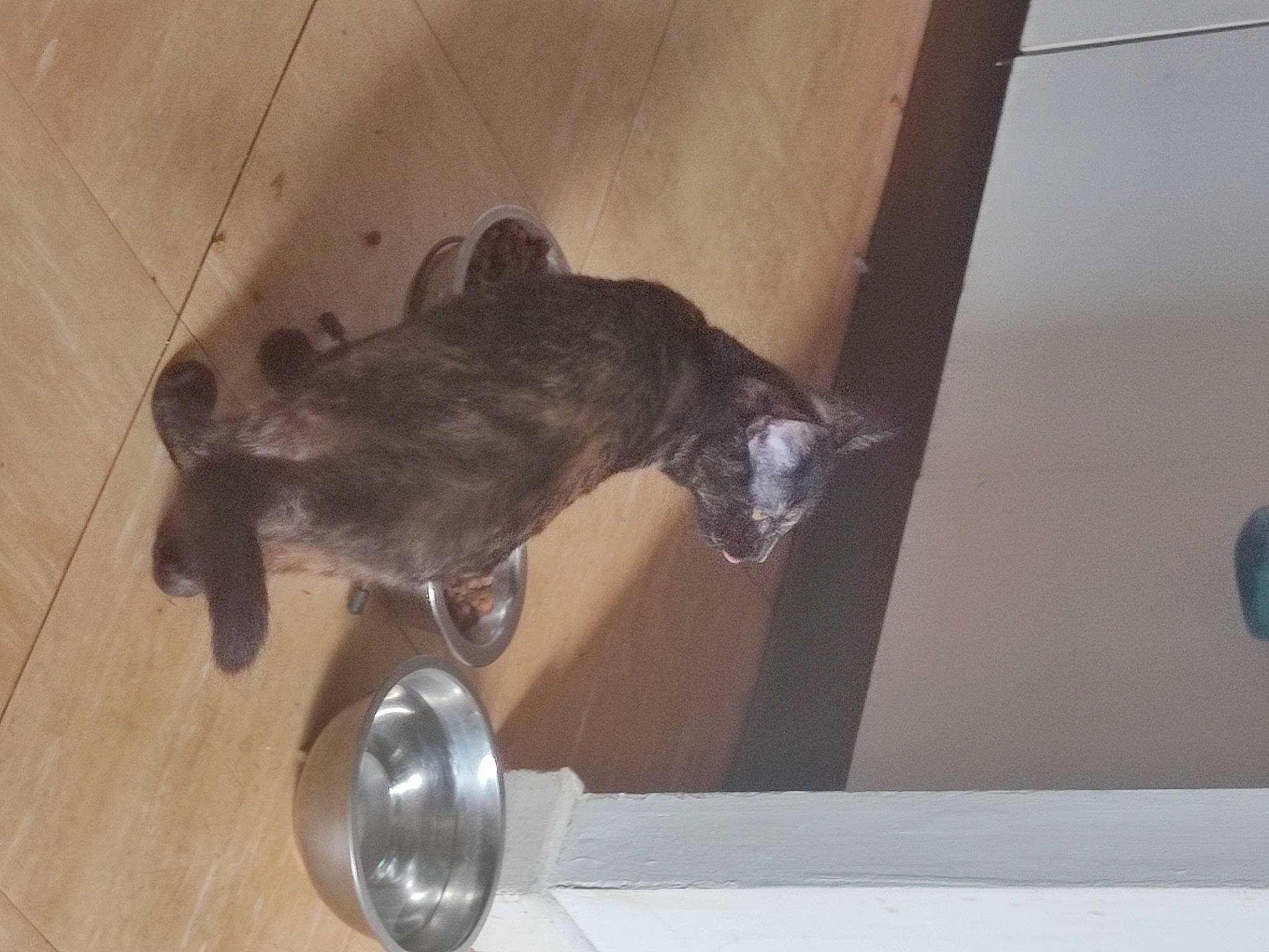 Nenette a rejoint le concours — aidez-le/la à gagner de superbes lots ! canidae, carnivore, cat, ceiling, dog_breed, domestic_short_haired_cat, fawn, felidae, flooring, hardwood, small_to_medium_sized_cats, snout, sporting_group, tail, terrestrial_animal, whiskers, wood, working_animal