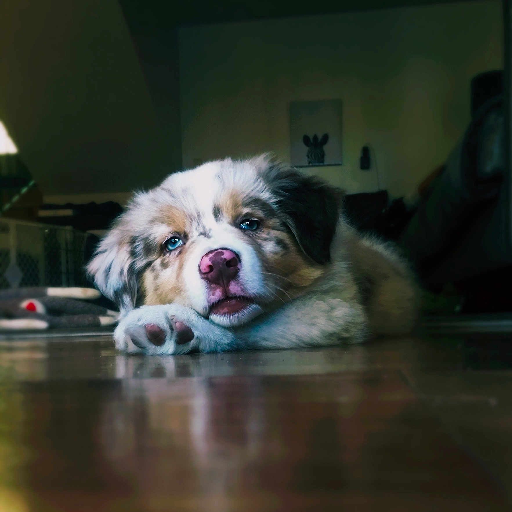 Alaska is registered to the contest to win money with this photo: australian_shepherd, carnivoran, companion_dog, dog, dog_breed, dog_breed_group, dog_like_mammal, fur, puppy, snout, whiskers