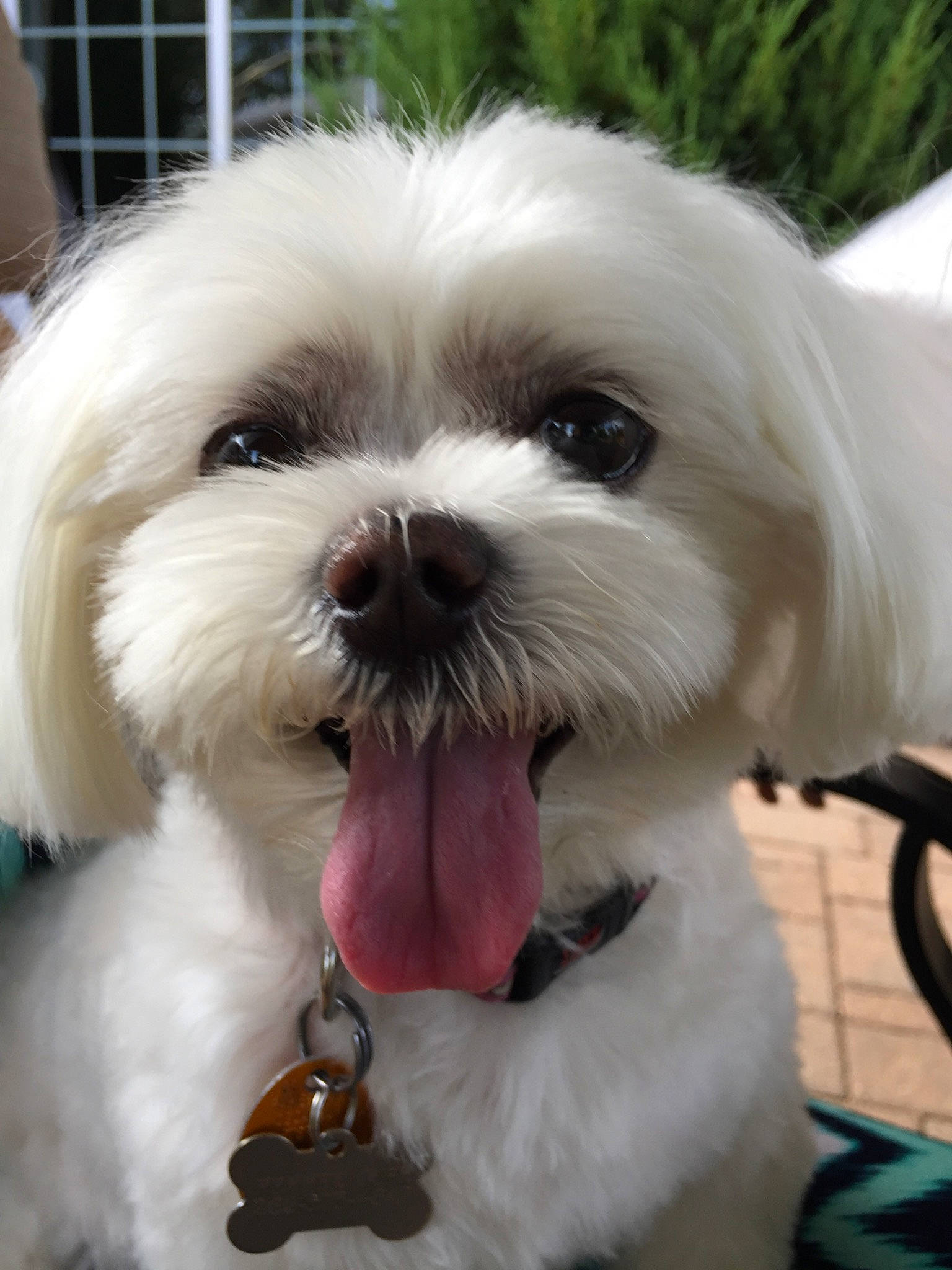 Pepper is registered to the contest to win money with this photo: bichon, bolonka, canidae, carnivore, chinese_imperial_dog, companion_dog, coton_de_tulear, dog, dog_breed, kyi_leo, lowchen, mal_shi, maltepoo, maltese, mammal, nose, puppy, puppy_love, snout, vertebrate
