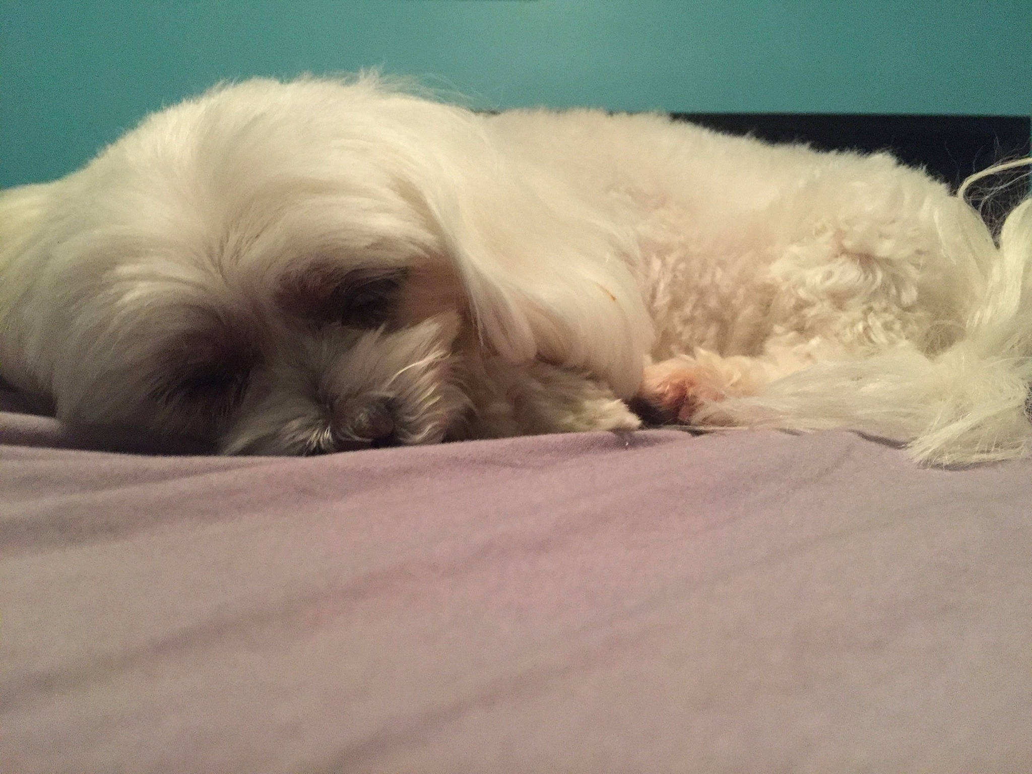 Pepper is registered to the contest to win money with this photo: bolonka, canidae, carnivore, cockapoo, companion_dog, coton_de_tulear, dog, dog_breed, havanese, kyi_leo, lhasa_apso, maltepoo, maltese, mammal, puppy, puppy_love, schnoodle, shih_tzu, snout, tibetan_terrier