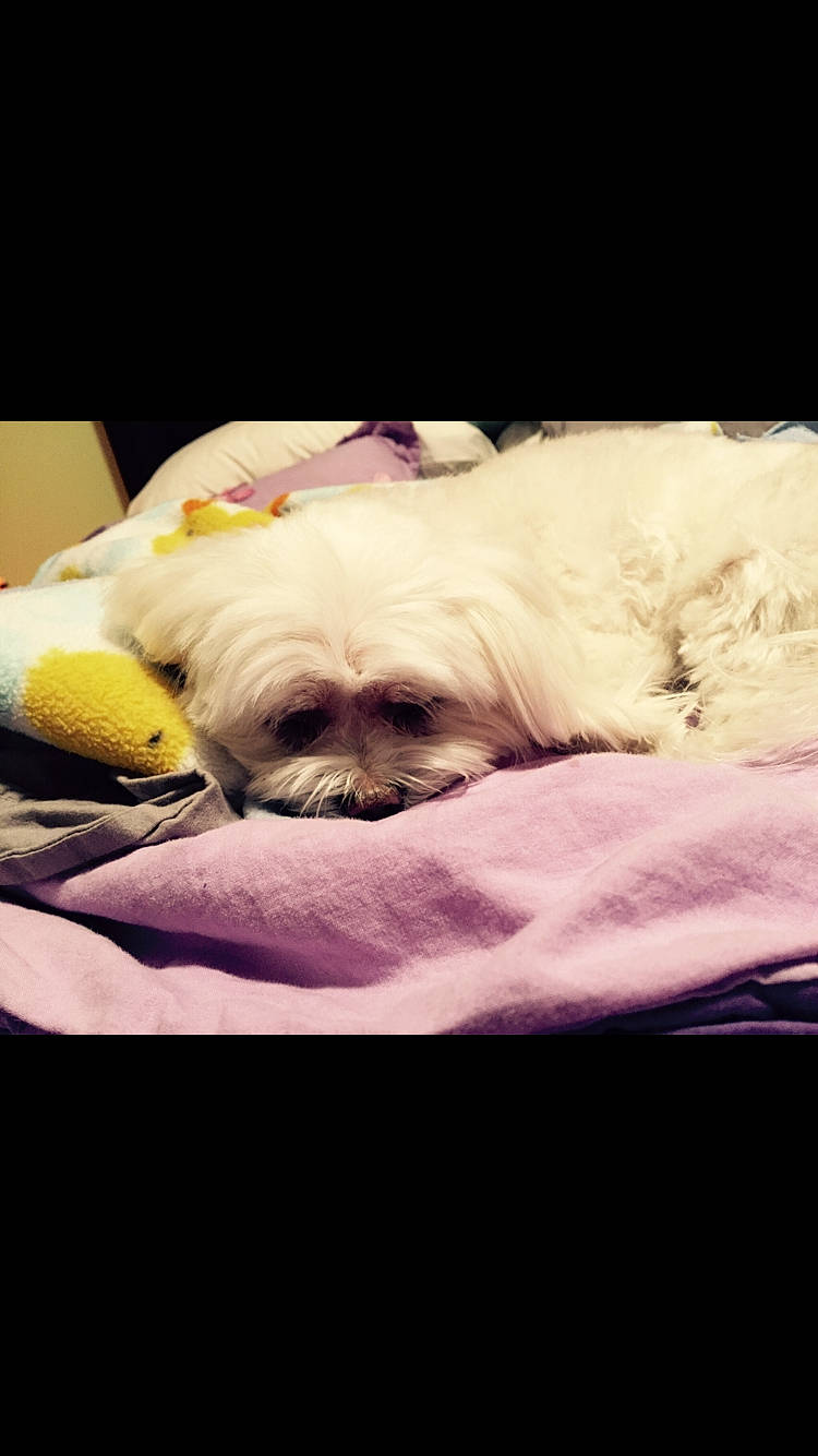 Pepper is registered to the contest to win money with this photo: bichon, canidae, carnivore, chinese_imperial_dog, companion_dog, dog, dog_breed, japanese_chin, lhasa_apso, maltese, mammal, morkie, nap, non_sporting_group, pekingese, puppy, puppy_love, shih_tzu, snout, toy_dog