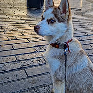 Praline a rejoint le concours — aidez-le/la à gagner de superbes lots ! dog, husky, puppy, leash, city, street, pavement, sidewalk, people, buildings, daytime, outdoor, animal, pet, collar, walking, urban, cute, alert, blue_eyes