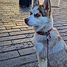dog, husky, puppy, leash, city, street, pavement, sidewalk, people, buildings, daytime, outdoor, animal, pet, collar, walking, urban, cute, alert, blue_eyes