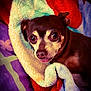 Rocky joined the competition — help win amazing prizes! animal, blanket, brown, closeup, comfort, cozy, cute, dog, eyes, face, fur, indoor, napping, pet, portrait, resting, sleepy, small_dog, snuggled, warm