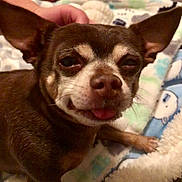 Rocky joined the competition — help win amazing prizes! animal, blanket, brown_dog, chihuahua, close_up, companion, cozy, cute, dog, ears, face, fur, indoor, paw, pet, resting, small_dog, smiling, tongue_out, white_markings