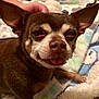 animal, blanket, brown_dog, chihuahua, close_up, companion, cozy, cute, dog, ears, face, fur, indoor, paw, pet, resting, small_dog, smiling, tongue_out, white_markings
