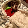 Rocky joined the competition — help win amazing prizes! animal, bed, blanket, brown_dog, comfort, cozy, cute, dog, fur, indoor, pet, plush_toy, resting, sleepy, small_dog, soft_texture, stuffed_toy, toy, warm, wrapped