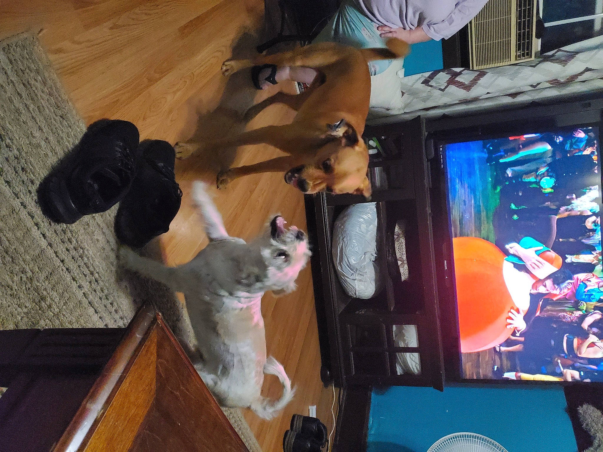 Ruger joined the competition — help win amazing prizes! cat, fawn, felidae, small_to_medium_sized_cats