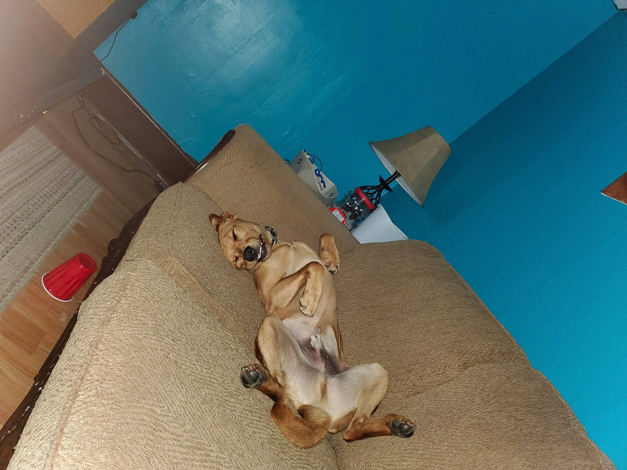 Ruger joined the competition — help win amazing prizes! black_mouth_cur, canidae, carnivore, dog, dog_breed, fawn, floor, puppy, rhodesian_ridgeback, sporting_group