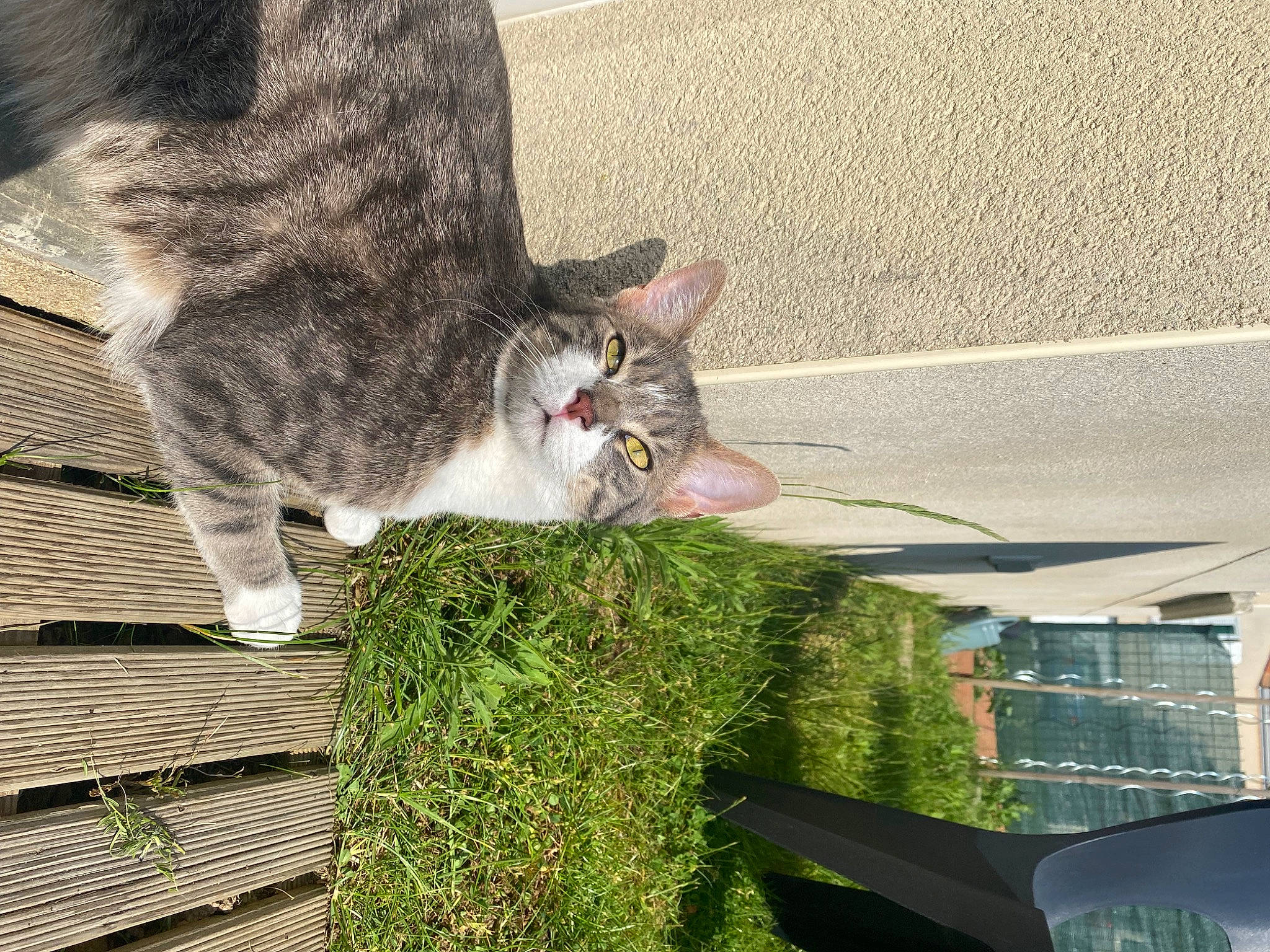 Killua participe au concours pour gagner de l'argent avec cette photo : asphalt, carnivore, cat, domestic_short_haired_cat, felidae, grass, groundcover, houseplant, line, plant, road_surface, roof, sidewalk, small_to_medium_sized_cats, snout, tail, tree, trunk, whiskers, wood