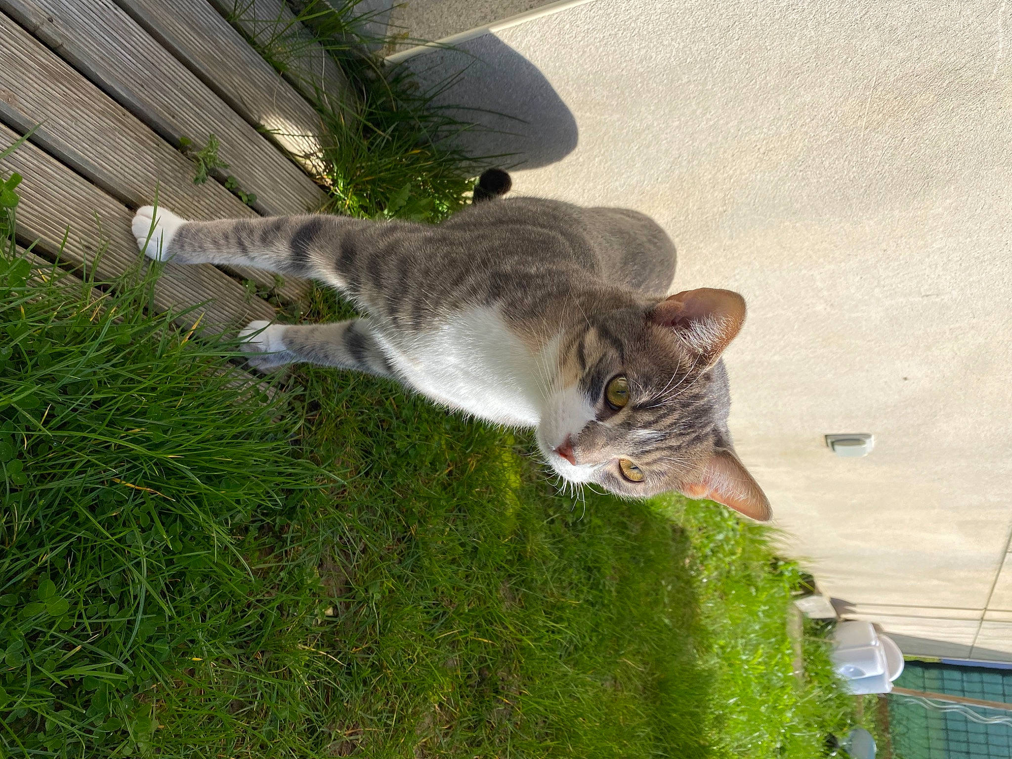 Killua participe au concours pour gagner de l'argent avec cette photo : carnivore, cat, devon_rex, domestic_short_haired_cat, fawn, felidae, fur, grass, groundcover, plant, small_to_medium_sized_cats, tail, terrestrial_animal, tree, whiskers, wildlife