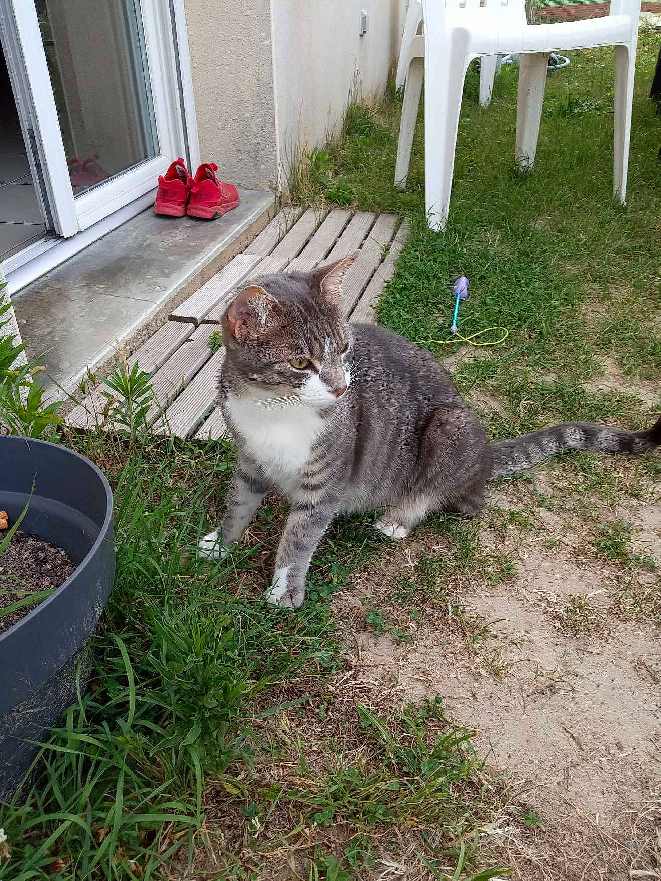 Killua participe au concours pour gagner de l'argent avec cette photo : carnivore, cat, chair, domestic_short_haired_cat, door, fawn, felidae, flowerpot, fur, grass, groundcover, houseplant, lawn, plant, small_to_medium_sized_cats, soil, tail, tree, whiskers, yard
