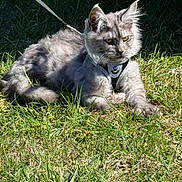 Asher is registered to the contest to win money with this photo: cat, gray_cat, fluffy, outdoor, grass, leash, harness, pet, animal, sunlight, relaxed, nature, feline, cute, domestic_animal, whiskers, ears, paws, alert, resting