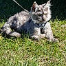 cat, gray_cat, fluffy, outdoor, grass, leash, harness, pet, animal, sunlight, relaxed, nature, feline, cute, domestic_animal, whiskers, ears, paws, alert, resting