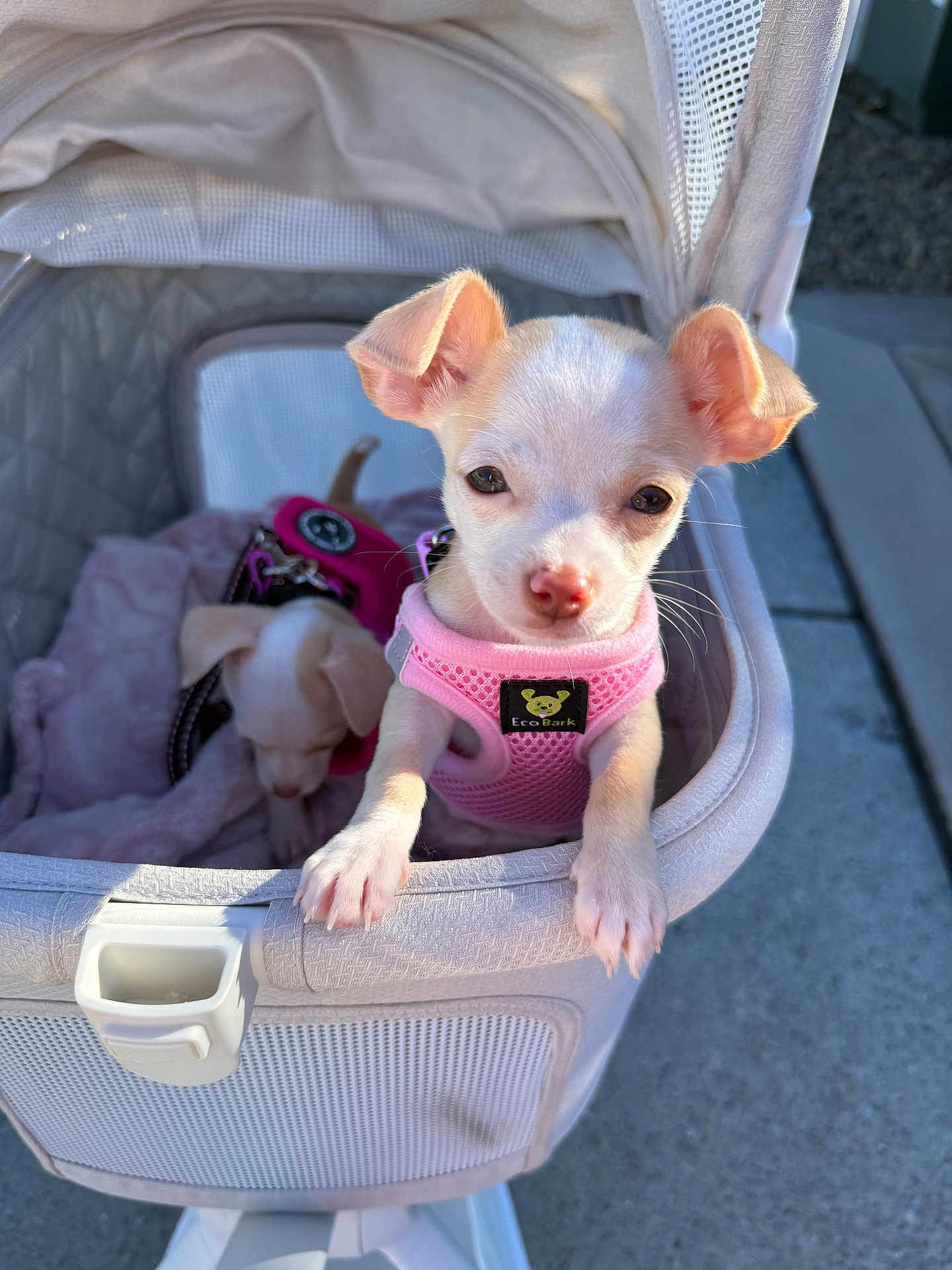 Rosie joined the competition — help win amazing prizes! adorable, animal, canine, companion, cozy, curious, cute, daylight, dog, outdoor, pet_accessory, pet_stroller, pink_harness, puppy, resting, small_dog, soft_texture, sunlight, white_dog, young_dog