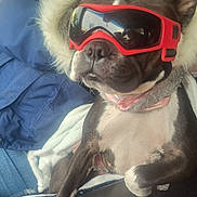 Breeze is registered to the contest to win money with this photo: dog, goggles, jacket, person, car_seat, winter, coat, pet, black_and_white, fur, collar, window, reflection, indoor, clothing, animal, seat, blanket, casual, transportation