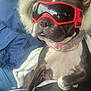 dog, goggles, jacket, person, car_seat, winter, coat, pet, black_and_white, fur, collar, window, reflection, indoor, clothing, animal, seat, blanket, casual, transportation