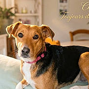 Chevy participe au concours pour gagner de l'argent avec cette photo : black, brown, canine, chair, collar, couch, dining_table, dog, fish_tank, furniture, home, indoor, living_room, pet, plant, portrait, relaxed, sunlight, text_overlay, white