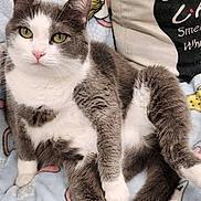 Gracie joined the competition — help win amazing prizes! blanket, cartoon_pattern, cat, cozy, feline, four_legs, fur, gray_cat, green_eyes, home, indoor, looking_at_camera, pet, pillow, pink_nose, relaxed, sitting, tail, whiskers, white_cat