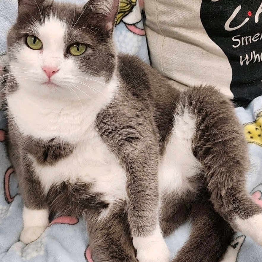 Gracie