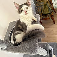 Aiko participe au concours pour gagner de l'argent avec cette photo : cat, cat_tree, gray_cat, white_cat, fluffy_cat, indoor, furniture, chair, backpack, wooden_floor, pet, animal, relaxed, curious, closeup, household, cozy, domestic, whiskers, tail