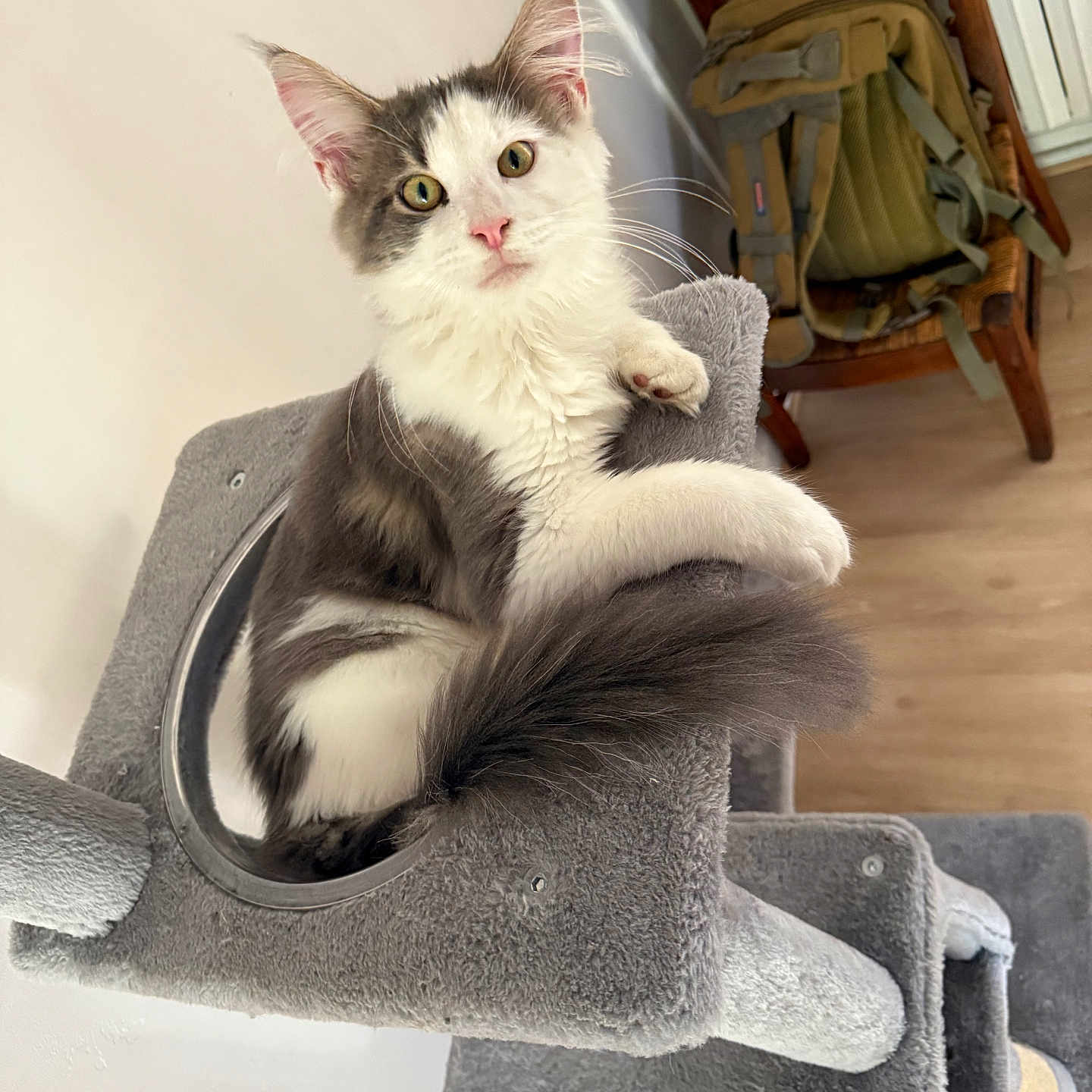 Aiko participe au concours pour gagner de l'argent avec cette photo : animal, backpack, cat, cat_tree, chair, closeup, cozy, curious, domestic, fluffy_cat, furniture, gray_cat, household, indoor, pet, relaxed, tail, whiskers, white_cat, wooden_floor