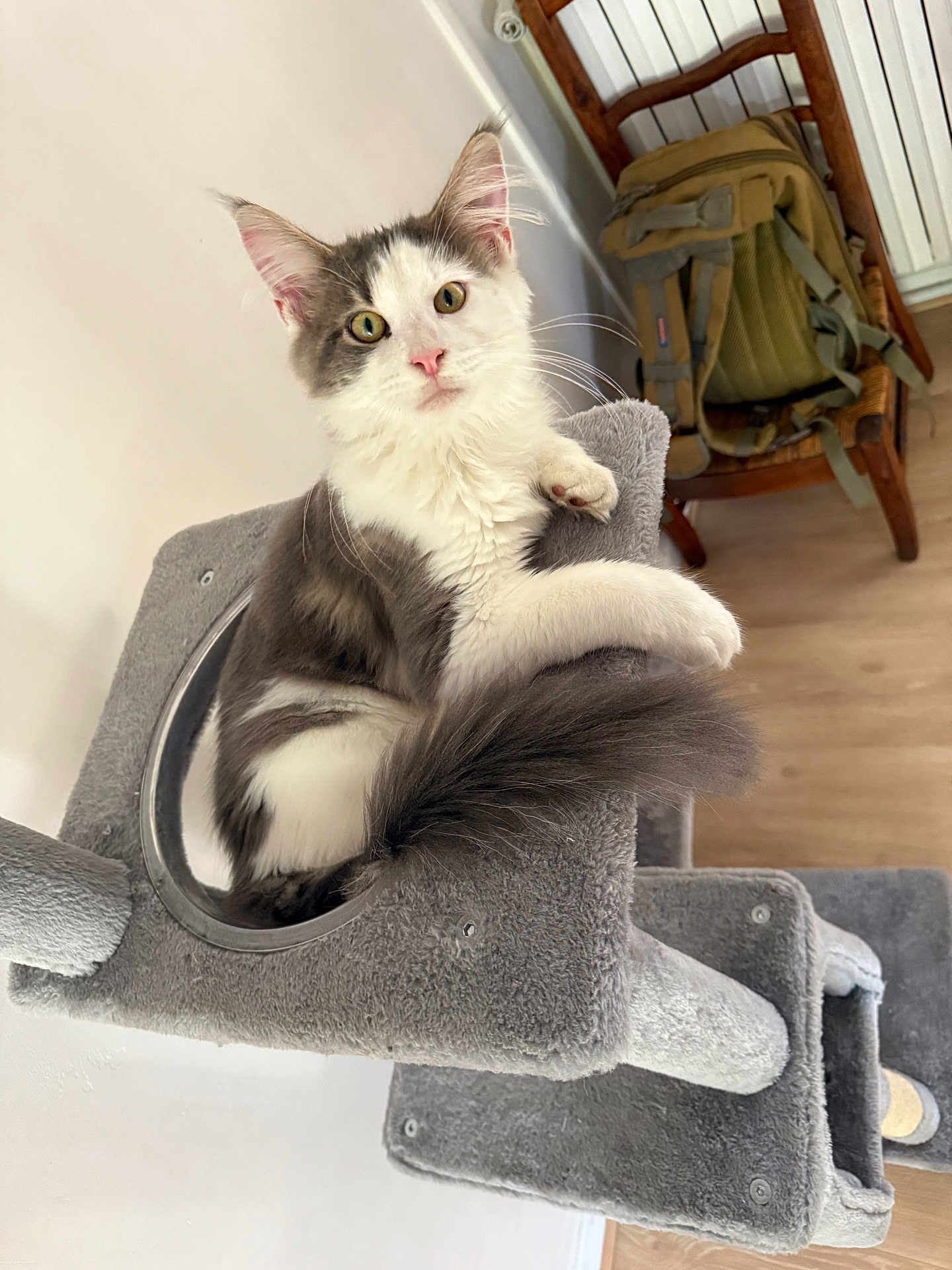 Aiko participe au concours pour gagner de l'argent avec cette photo : cat, cat_tree, gray_cat, white_cat, fluffy_cat, indoor, furniture, chair, backpack, wooden_floor, pet, animal, relaxed, curious, closeup, household, cozy, domestic, whiskers, tail