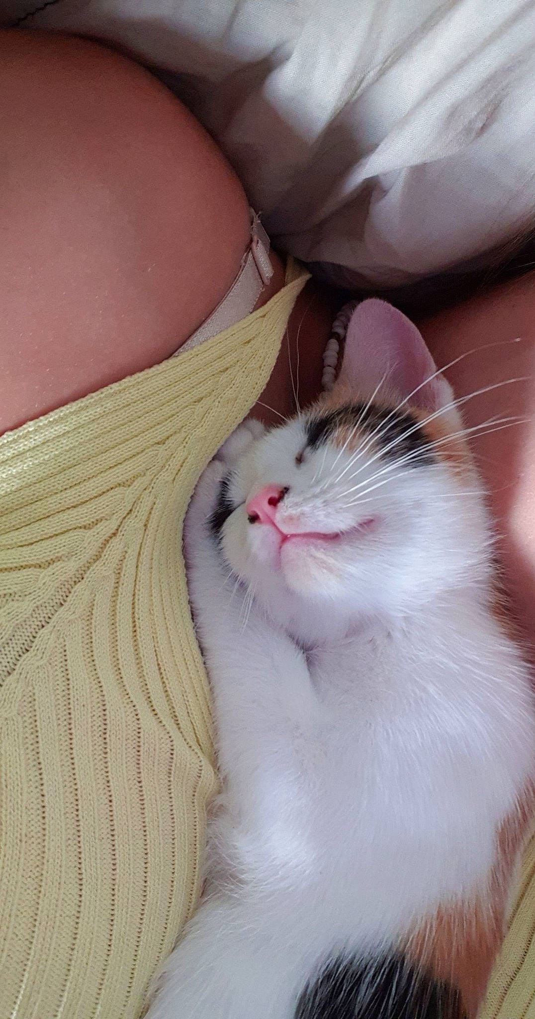 Nala participe au concours pour gagner de l'argent avec cette photo : carnivore, cat, claw, comfort, domestic_short_haired_cat, fawn, felidae, flesh, foot, fur, human_leg, nail, paw, small_to_medium_sized_cats, snout, tail, whiskers