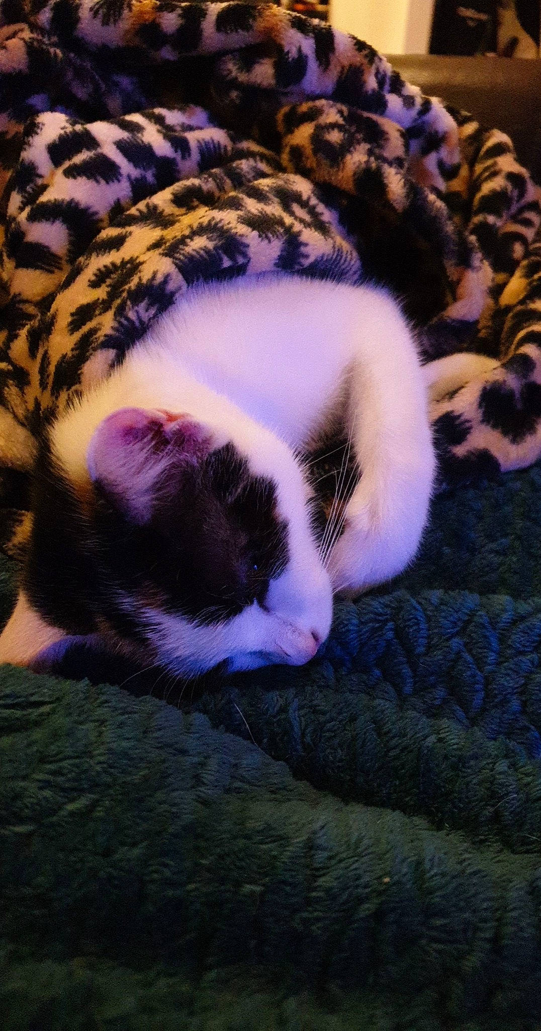 Nala a rejoint le concours — aidez-le/la à gagner de superbes lots ! carnivore, cat, comfort, domestic_short_haired_cat, electric_blue, fawn, felidae, fur, grass, groundcover, magenta, mammal, nap, pattern, plant, small_to_medium_sized_cats, snout, tail, terrestrial_animal, whiskers