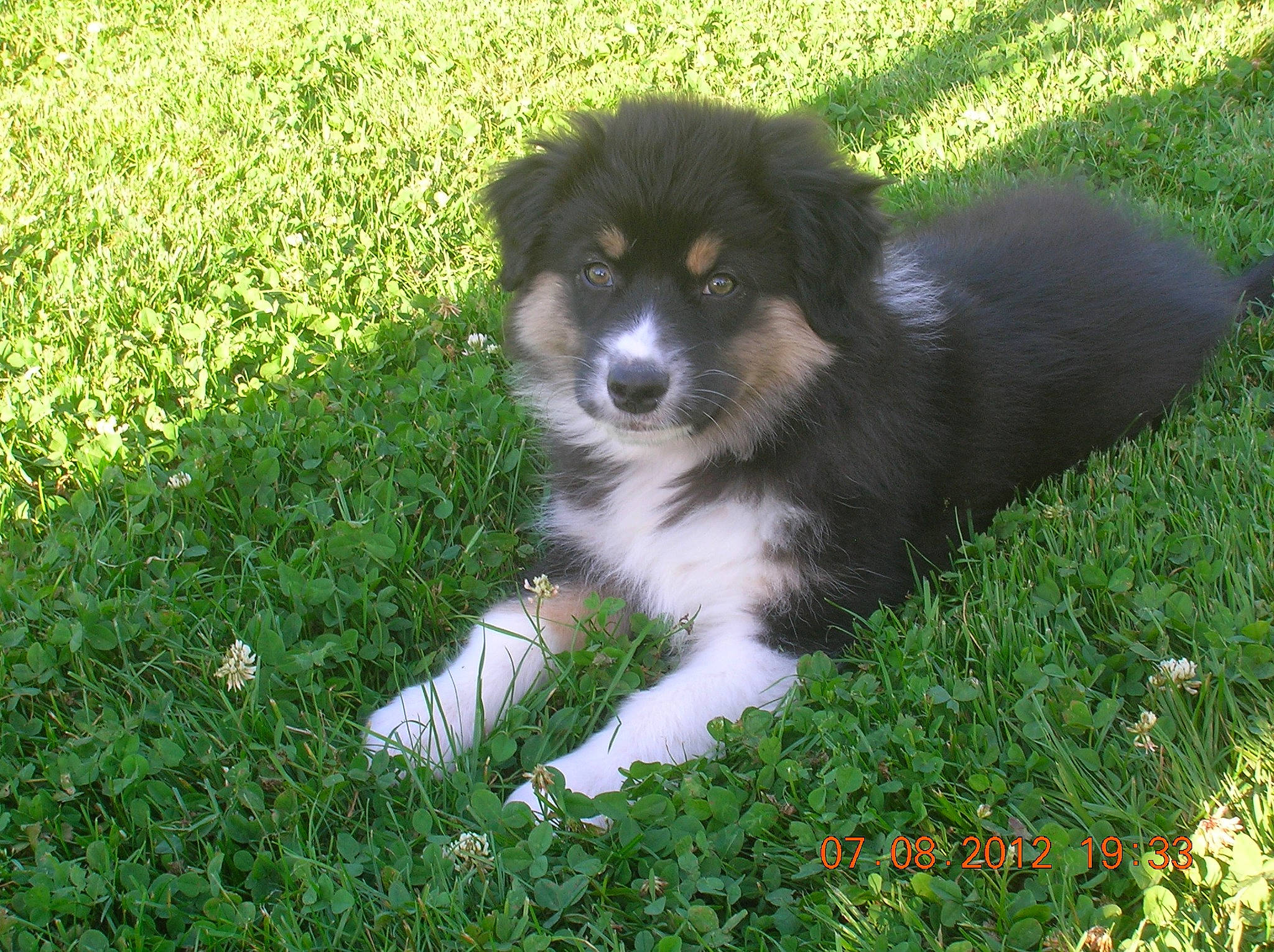 Haska a rejoint le concours — aidez-le/la à gagner de superbes lots ! australian_collie, bored, canidae, carnivore, companion_dog, dog, dog_breed, grass, groundcover, herding_dog, miniature_australian_shepherd, plant, puppy, snout, sporting_group, terrestrial_animal, toy_dog, working_animal, working_dog