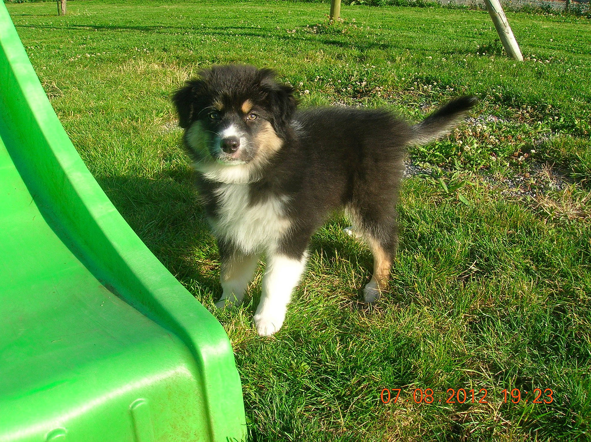 Haska participe au concours pour gagner de l'argent avec cette photo : border_collie, canidae, carnivore, companion_dog, dog, dog_agility, dog_breed, grass, green, groundcover, herding_dog, lawn, plant, recreation, sporting_group, sports_equipment, tail, toy_dog, working_animal, working_dog