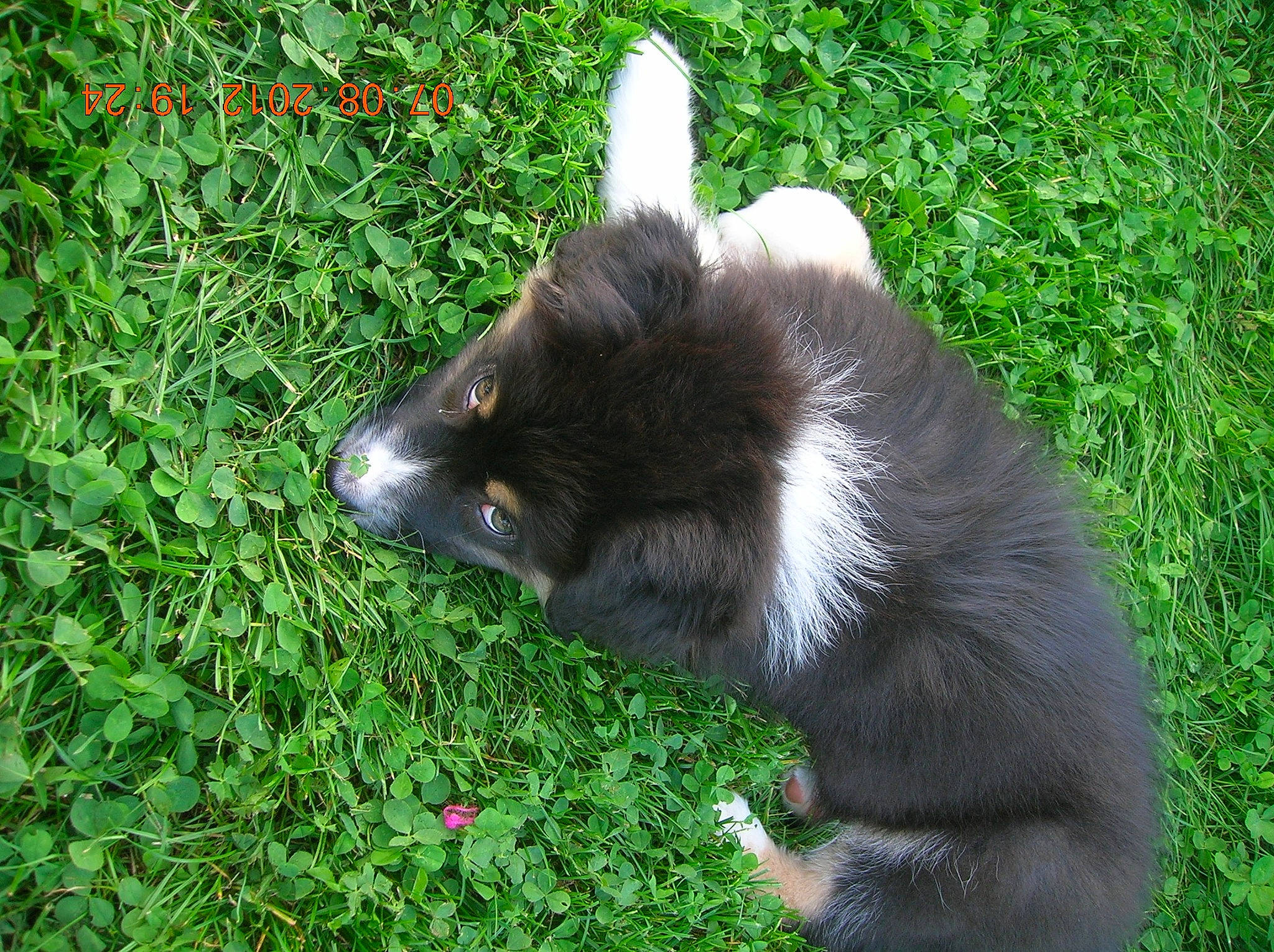 Haska a rejoint le concours — aidez-le/la à gagner de superbes lots ! black_cat, canidae, carnivore, cat, claw, companion_dog, dog_breed, domestic_short_haired_cat, felidae, fur, garden, grass, groundcover, lawn, plant, small_to_medium_sized_cats, sporting_group, tail, terrestrial_animal, whiskers