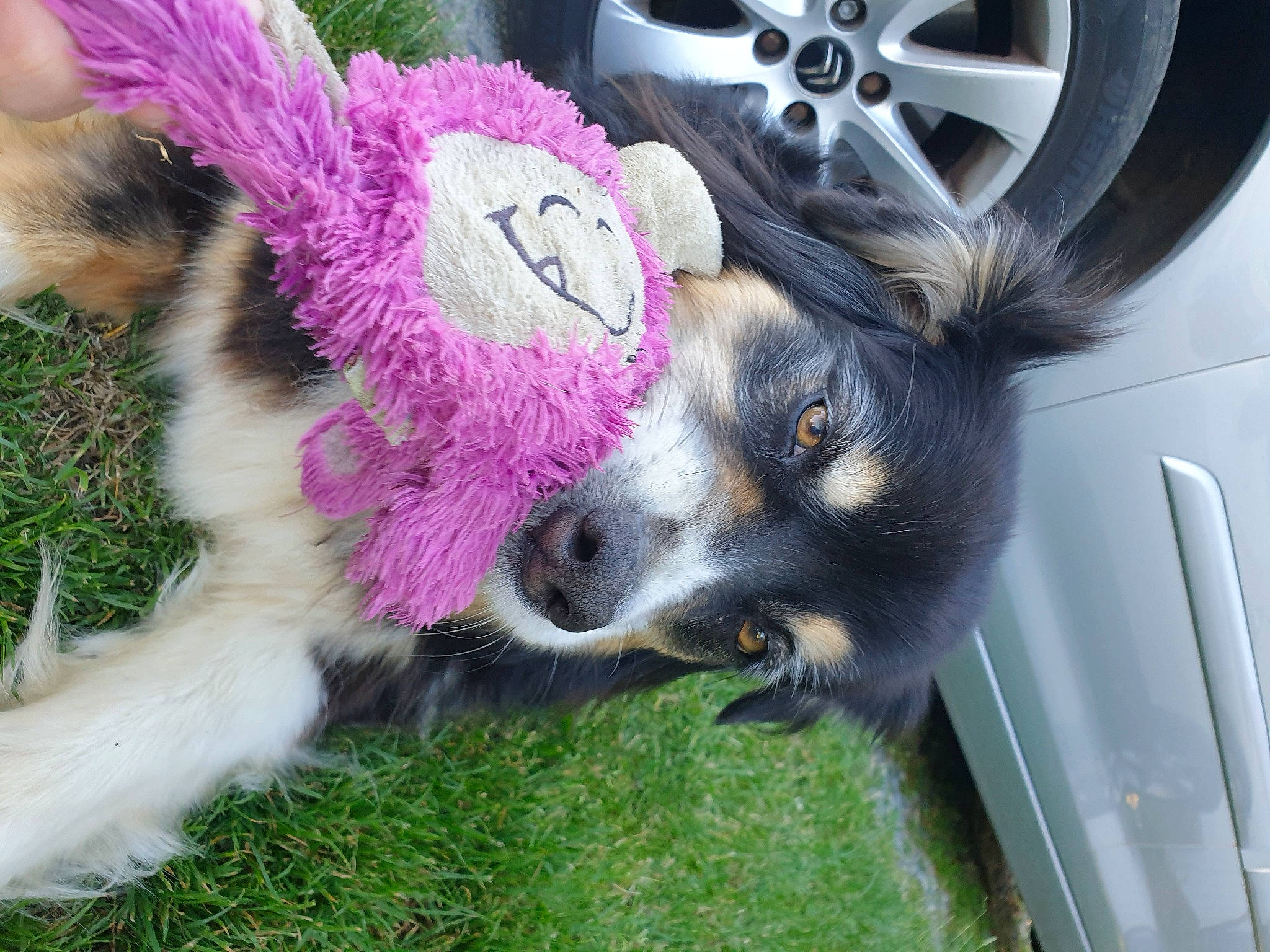 Haska a rejoint le concours — aidez-le/la à gagner de superbes lots ! alloy_wheel, automotive_design, automotive_exterior, automotive_lighting, automotive_tire, car, companion_dog, dog_breed, fender, grass, hood, hubcap, magenta, plant, rim, tire, tire_care, toy, vehicle_door, wheel