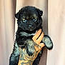 Bella a rejoint le concours — aidez-le/la à gagner de superbes lots ! puppy, dog, blue_eyes, tattoo, hand, black_fur, gray_fur, fluffy, cute, pet, animal, portrait, indoor, curtain, holding, fur, young, adorable, mammal, closeup