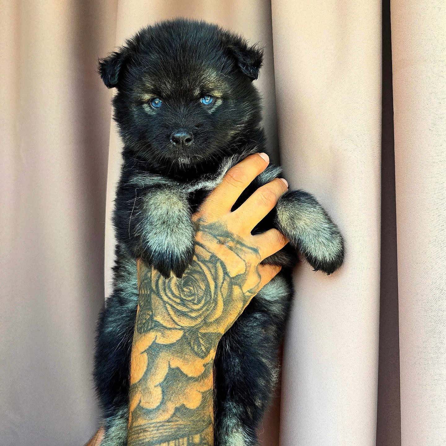 Bella participe au concours pour gagner de l'argent avec cette photo : adorable, animal, background, black_fur, blue_eyes, curtain, cute, dog, fur, gray_fur, hand, holding, indoor, looking, pet, portrait, puppy, small, tattoo, young