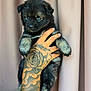 Bella participe au concours pour gagner de l'argent avec cette photo : puppy, dog, blue_eyes, tattooed_hand, holding, curtain, black_fur, gray_fur, cute, pet, animal, portrait, indoor, fur, small, young, looking_away, adorable, close_up, hand