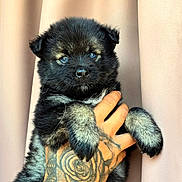 Bella participe au concours pour gagner de l'argent avec cette photo : puppy, dog, black_fur, gray_fur, tattoo, hand, pet, cute, animal, portrait, indoors, curtain, furry, young, mammal, domestic_animal, small_dog, close_up, holding, adorable