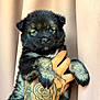 puppy, dog, black_fur, gray_fur, tattoo, hand, pet, cute, animal, portrait, indoors, curtain, furry, young, mammal, domestic_animal, small_dog, close_up, holding, adorable