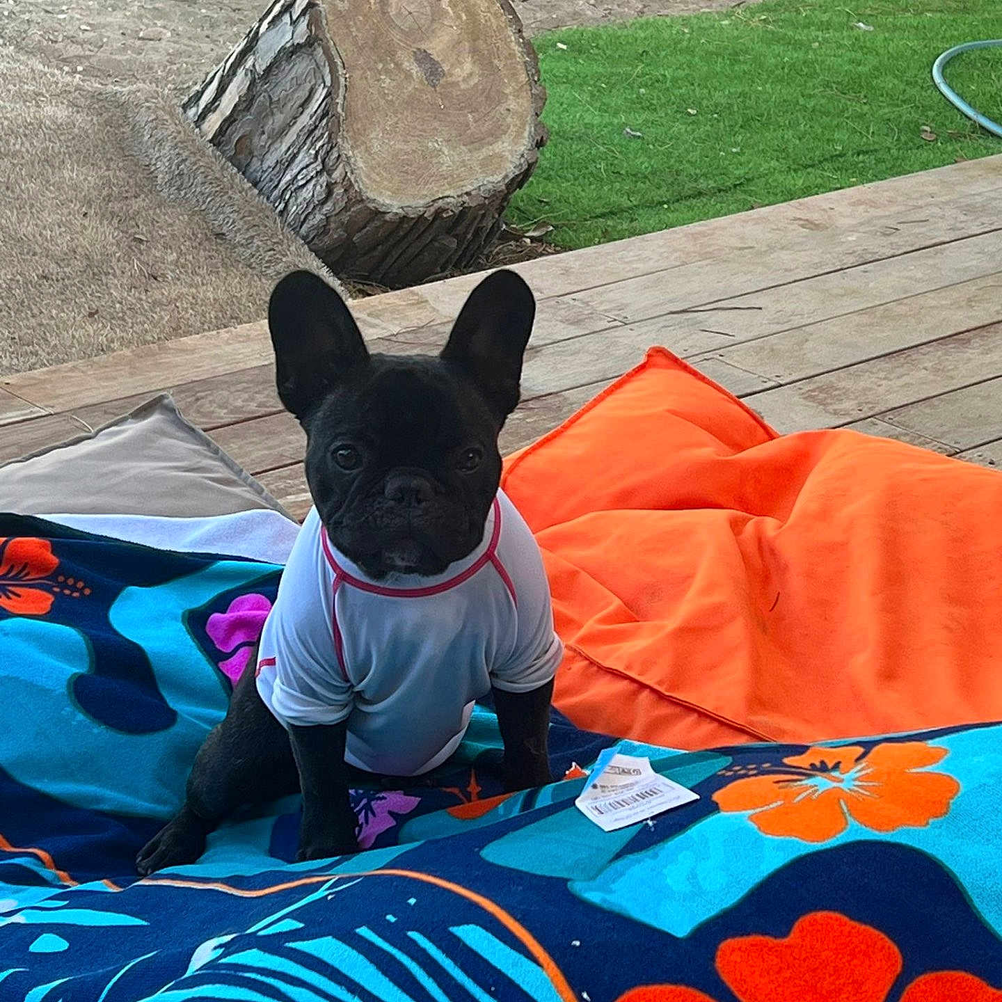 Taz participe au concours pour gagner de l'argent avec cette photo : animal, architecture, blanket, building, bulldog, canine, clothing, dog, frenchbulldog, grass, hosiery, machine, outdoors, pet, plant, puppy, shelter, sock, tree, wheel