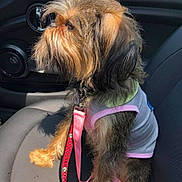 Gilda is registered to the contest to win money with this photo: dog, pet, car, seat, leash, sunlight, fur, cute, animal, canine, clothing, gray_shirt, pink_leash, side_view, indoor, transportation, small_dog, curious, sitting, domestic_animal
