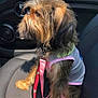 dog, pet, car, seat, leash, sunlight, fur, cute, animal, canine, clothing, gray_shirt, pink_leash, side_view, indoor, transportation, small_dog, curious, sitting, domestic_animal